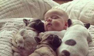 孕妇感染弓形虫 孕妇感染弓形虫